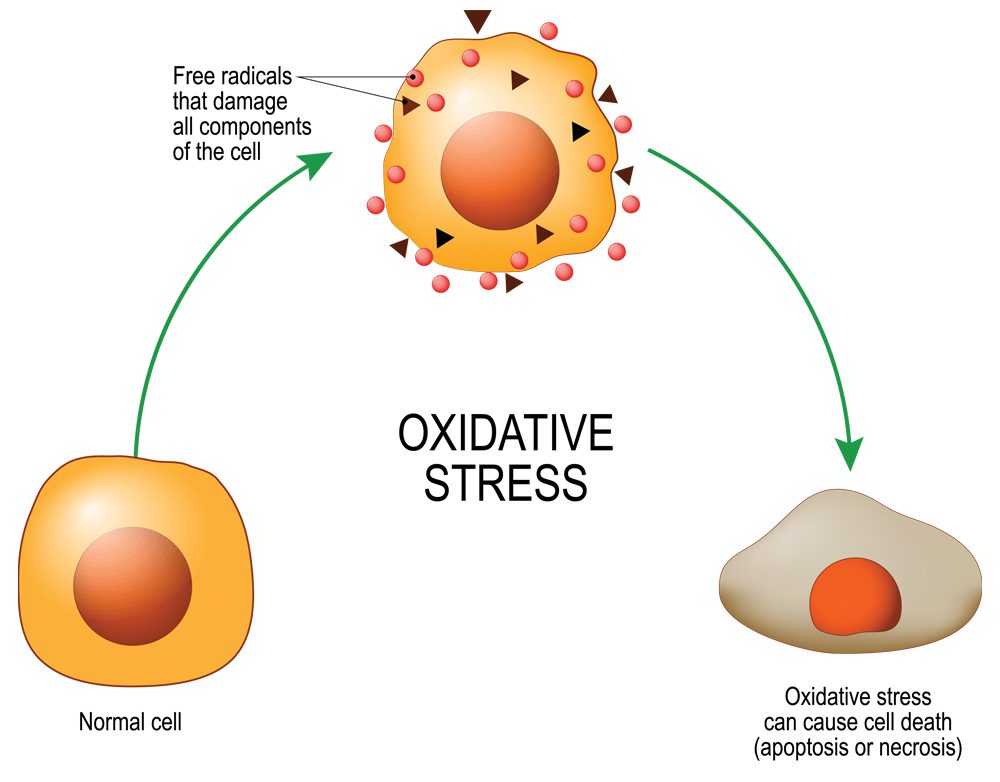 Oxidative Stress Illustration
