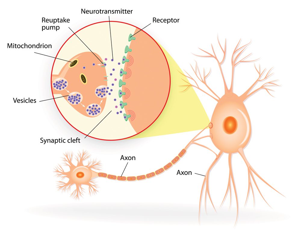 Neuron Illustration