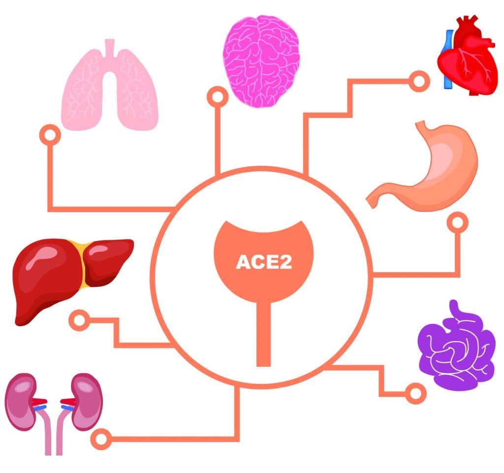 ACE2 receptors are found in the cells lining many organs