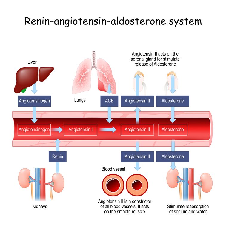Renin-angiotensin-aldosterone system