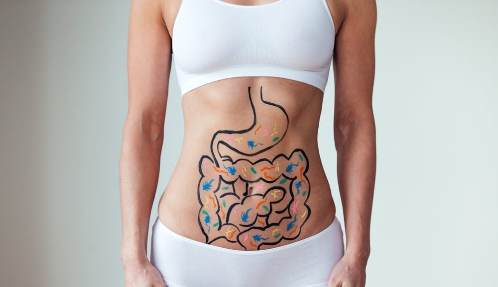 gut bacteria digestive system